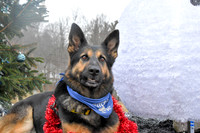 2018 Christmas Photo Shoot/hosted by Hudson Valley Lure Coursing