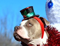 Donna's Christmas Photos